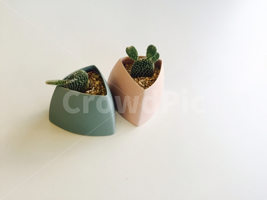 선인장,다육이,미니화분,화분,식물,식물,자연,plants,nature