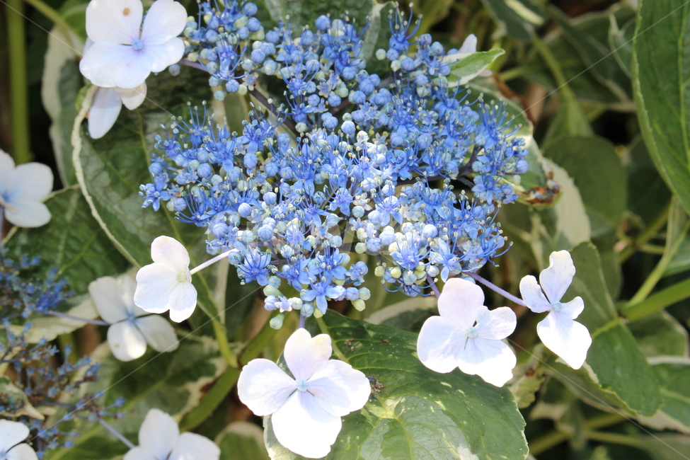 꽃,봄,여름,꽃잎,푸른색,식물,자연,plants,nature,꽃,flower