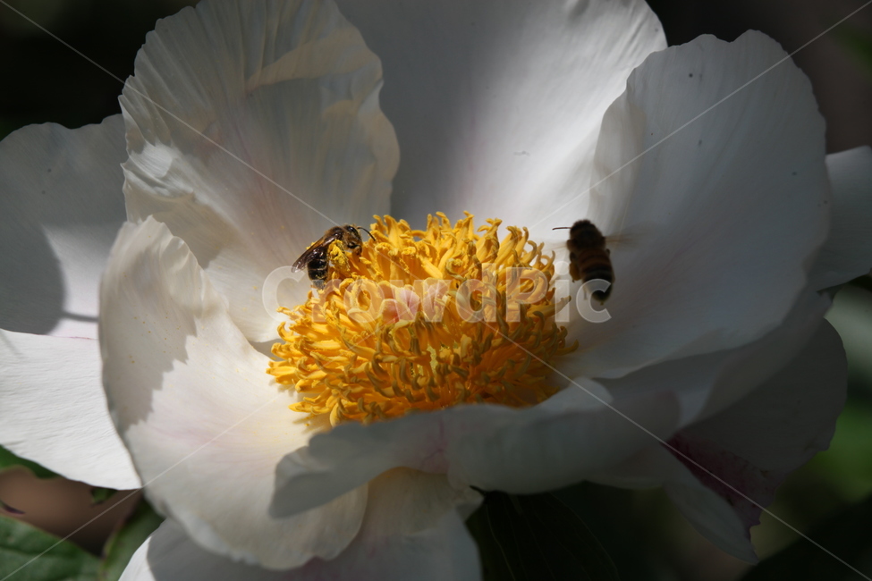 작약,작약꽃,벌,노랑,하얀,식물,자연,plants,nature,꽃,flower,동물,animal,곤충,벌레,insect,bug