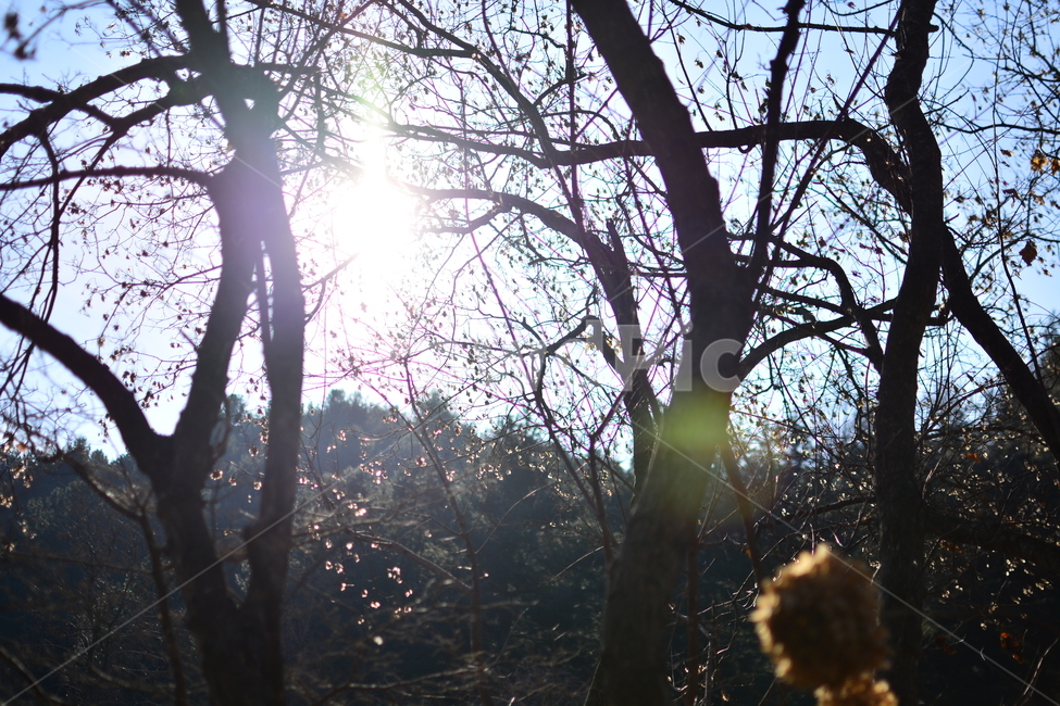 light,빛,flare,플레어,겨울나무,겨울풍경,겨울,계절,winter,season,식물,자연,plants,nature,감성,sensible,feeling,햇빛,태양,화창한,햇살,맑은