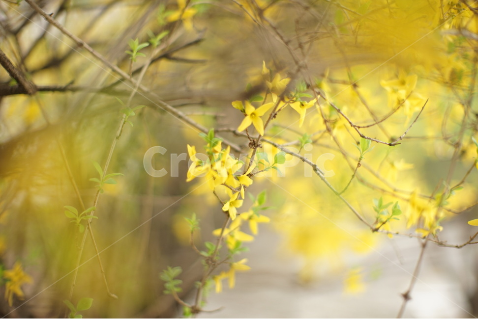 봄,개나리,꽃,봄꽃,노란꽃,노란색,봄,계절,spring,season,식물,자연,plants,nature,꽃,flower,감성,sensible,feeling