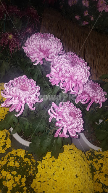 여름,꽃,근접,식물,flower