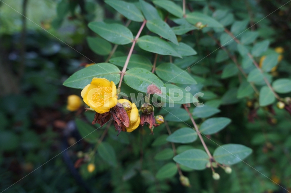 노란꽃,꽃한송이,피는꽃,꽃봉우리,노랑,초록,자연,식물,자연,plants,nature,꽃,flower