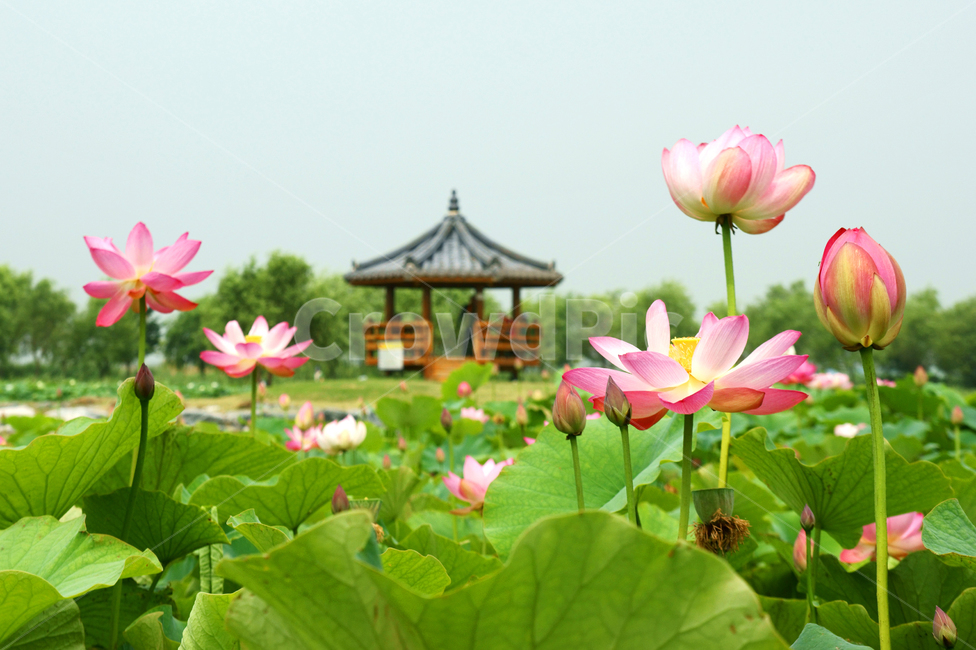 연꽃,꽃,만개,정자,여름,꽃잎,분홍,핑크,예쁘다,아름답다,공원,삼락공원,풍경,lotus,flower,식물,풍경배경,배경,꽃배경,식물,자연,plants,nature,꽃,flower