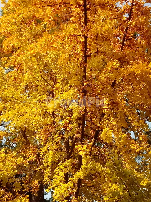 가을,단풍,낙엽,maple,plant,식물,단풍나무,단풍잎,leaf,잎,tree,나무,계절,fallautumnseason,가을단풍,자연,풍경,경치,가을,계절,fall,autumn,season,식물,자연,plants,nature,나무,trees,wood