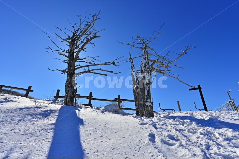 nature,자연,outdoors,옥외,tree,나무,plant,식물,전나무,fir,경치,경관,풍경,무주,덕유산,덕유산설경,설경,겨울,계절,상고대,향적봉,설천봉,중봉,고사목