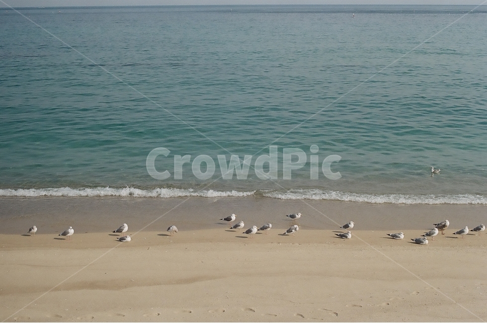 해변,바닷가,바다,갈매기,모래사장,겨울바다,여름,휴가,여행,동물,새,조류,파도,철새,풍경,풍경사진,동물스냅,야생동물,자연,풍경,nature,landscape,해변,바다,beach,sea,동물,animal,조류,새,birds,ocean,대양,water,물,outdoors,옥외,shoreline,해안선,coast,연안,bird,sand,모래