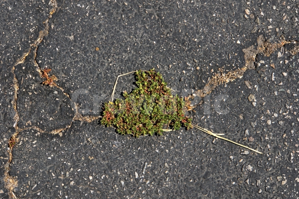 아스팔트,풀,도로,갈라짐,틈,생명,식물,Asphalt,Grass,Green,Crevice,Nobody,식물,자연,plants,nature