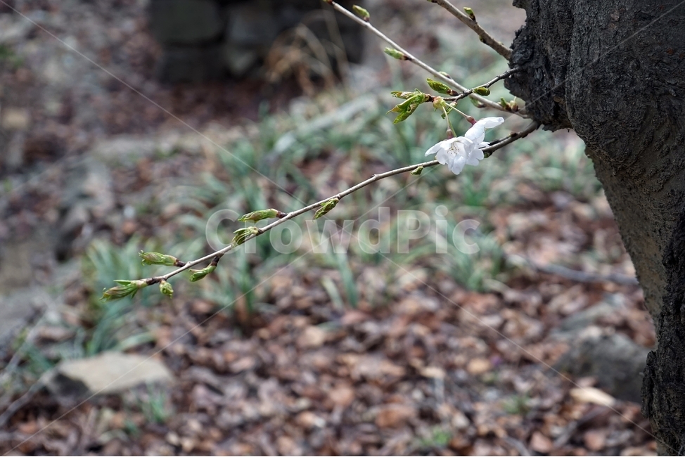 봄,가지,나무,벚나무,벚꽃,cherrytree,blossom,nature,spring,봄,계절,spring,season,식물,자연,plants,nature,꽃,flower