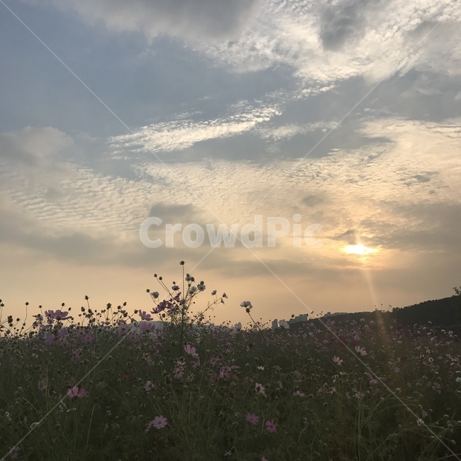 꽃,코스모스,하늘,해질녘,구름,저녁,풍경,자연,풍경,nature,landscape,light,빛,flare,플레어,sunlight,햇빛,outdoors,옥외