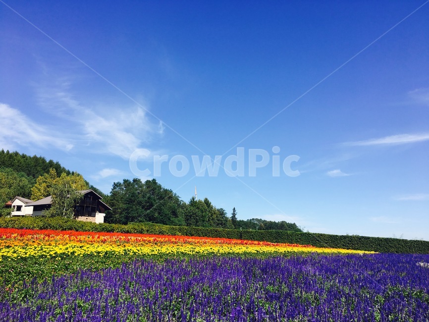 삿포로,후라노,팜토미타,꽃,일본,자연,풍경,nature,landscape,해외,외국,세계,foreign,oversea,world,세계자연풍경,해외자연풍경,외국자연풍경,world nature landscape,outdoors,옥외,field,들