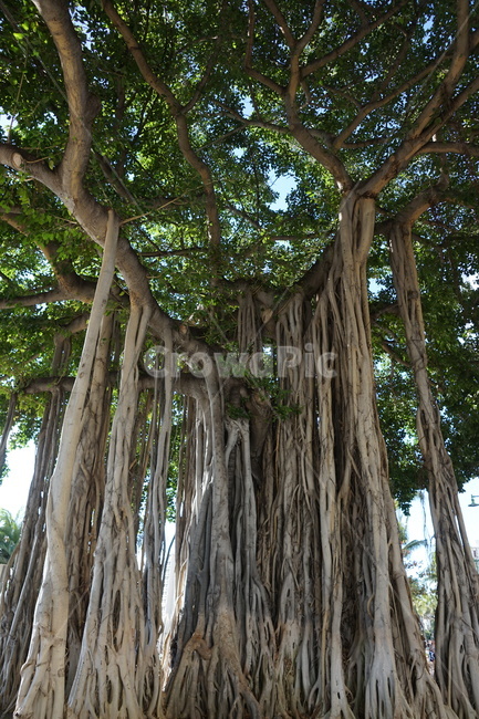 root,plant,식물,뿌리,나무,식물,자연,plants,nature,나무,trees,wood