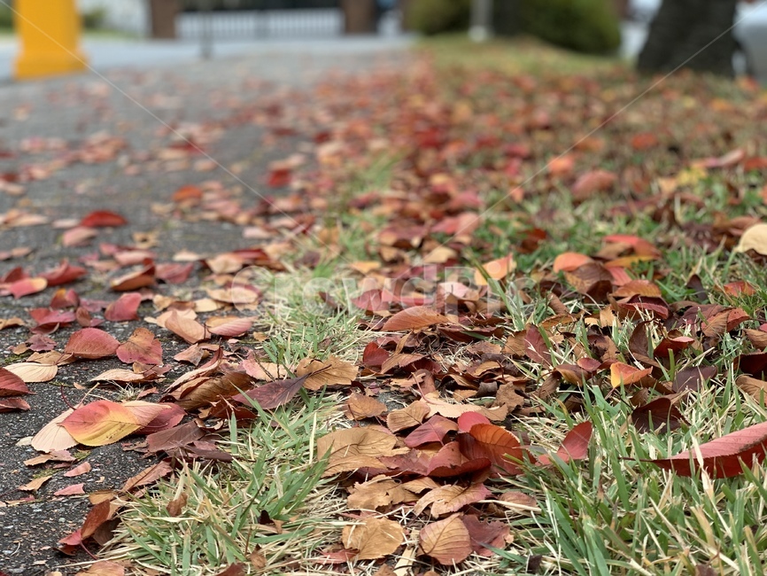 낙엽,가을,잔디,풀,자연,감성,단풍,계절,분위기,maple,ground,땅,바닥,길,leaves,가을,계절,fall,autumn,season,식물,자연,plants,nature,leaf,잎,plant,tree,나무