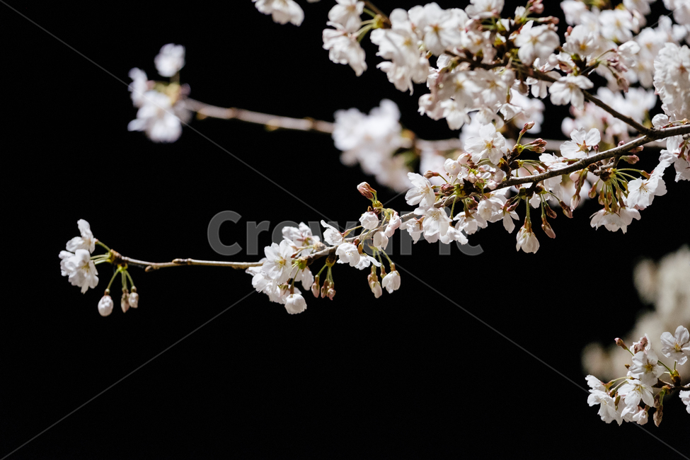 봄,벚꽃,풍경,식물,나무,감성사진,봄,계절,spring,season,식물,자연,plants,nature,꽃,flower,plant