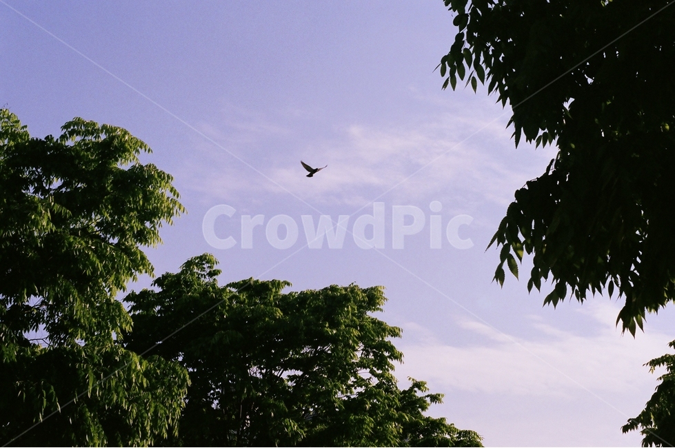 여름,summer,하늘,sky,새,bird,구름,cloud,한강,hanriver,자연,풍경,nature,landscape,동물,animal,조류,새,birds,감성,sensible,feeling