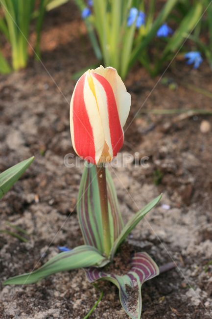 꽃,정원,튤립축제,식물,꽃밭,튤립,줄무늬튤립,flower,garden,tulip,cutetulip,식물,자연,plants,nature,꽃,flower
