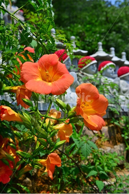 plant,식물,flower,blossom,꽃,능소화,여름,여름꽃
