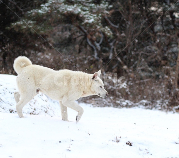 dog,개,멍멍이,동물,시골개,겨울,계절,winter,season,동물,animal,포유류,mammal,개,강아지,dog,doggy
