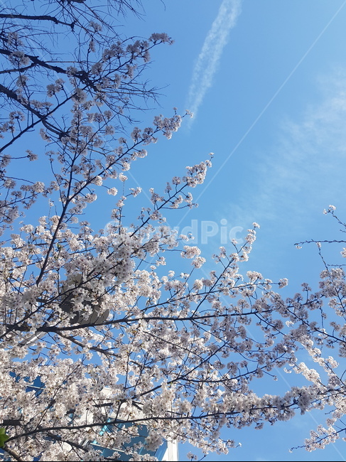 벚꽃,봄,하늘,구름,거리,벚꽃나무,비행기구름,햇살