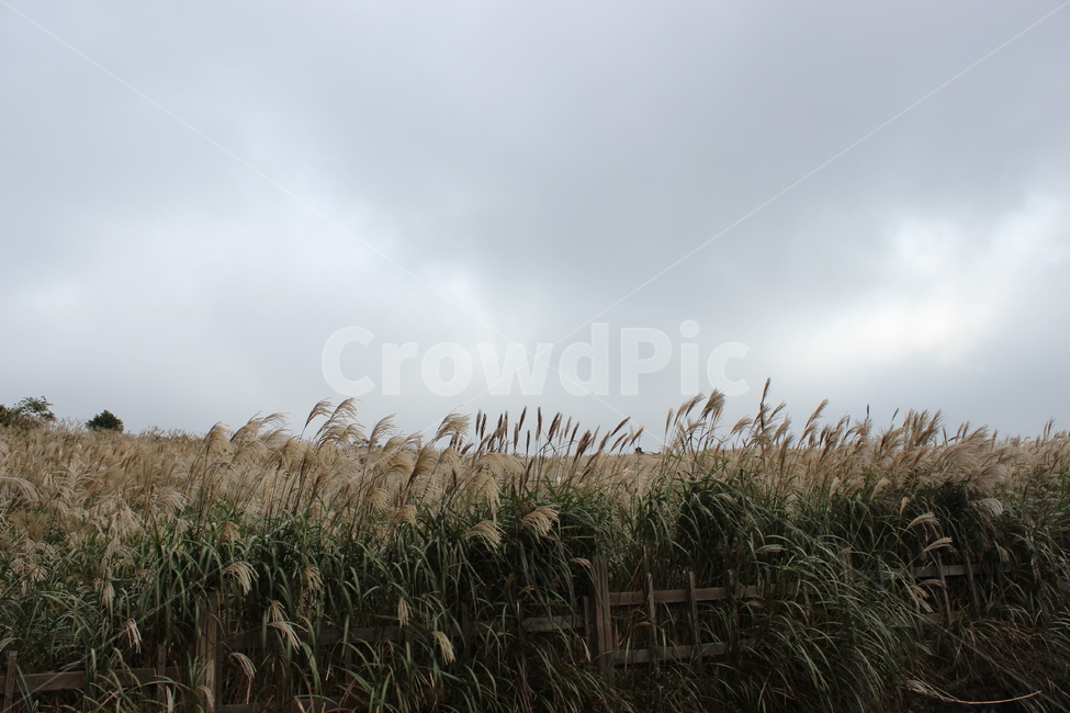 강원도관광지,대관령,갈대숲,배경화면,갈대,가을,계절,fall,autumn,season,grass,잔디,plant,식물,lawn,reed