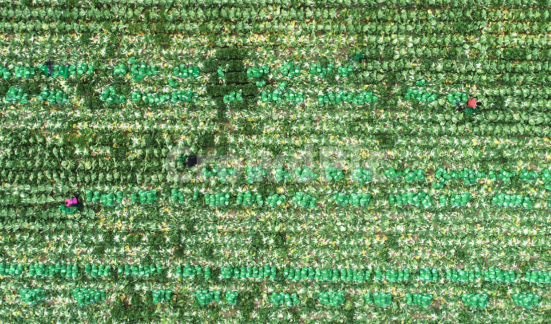 배추,배추수확,가을,수확,harvest,들판,농부,농사,김장,산업,industry,industrial,농업,농사,agriculture,farming,farming industry