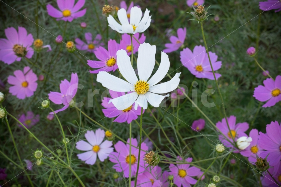꽃,식물,동물,자연,코스모스,축제,분위기,natural,Flower,가을,야생화,흰꽃,흰코스모스,초점,가을,계절,fall,autumn,season,식물,자연,plants,nature,꽃,flower,plant