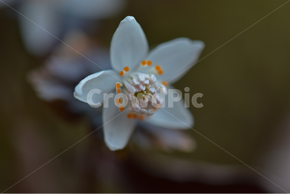 너도바람꽃,whitesnowdrop,야생화,이른봄,희귀식물,흰색,식물,자연,plants,nature,꽃,flower