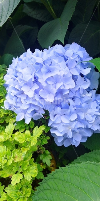 꽃,식물,꽃잎,파란꽃,여름꽃,정원,자연,수국,flower,들꽃