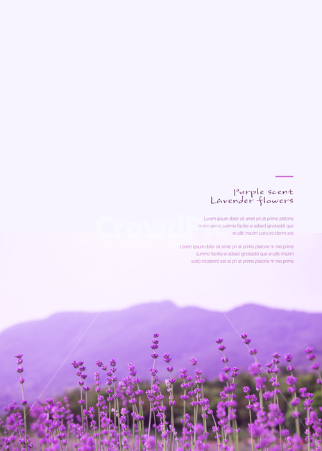 풍경,경치,여름,꽃,라벤더,보라,자연,풍경,nature,landscape,식물,plants,꽃,flower,그래픽,일러스트레이션,graphic,illustration