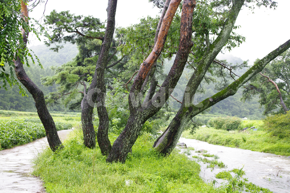 나무,식물,plant,강,잡초,식물,자연,plants,nature,나무,trees,wood