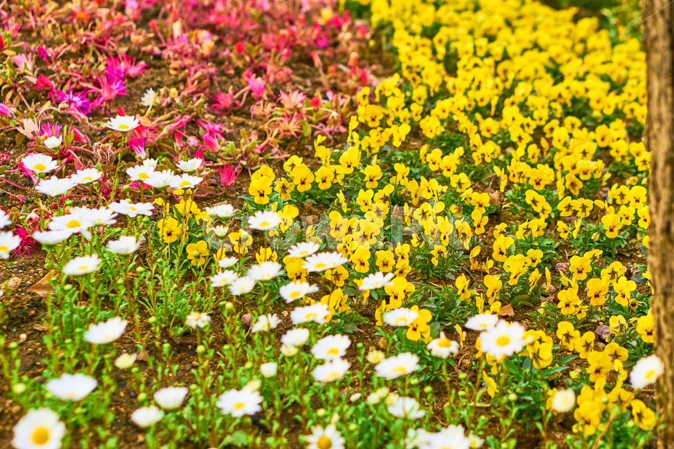 봄,꽃,식물,flower,spring,plant,nature,들꽃,들풀,자연,식물,자연,plants,nature,꽃,flower
