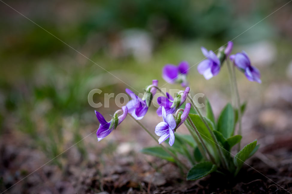 자연,풍경,꽃,야생화,제비꽃,봄,nature,landscpae,flower,wildflower,spring,식물,자연,plants,nature,꽃,flower