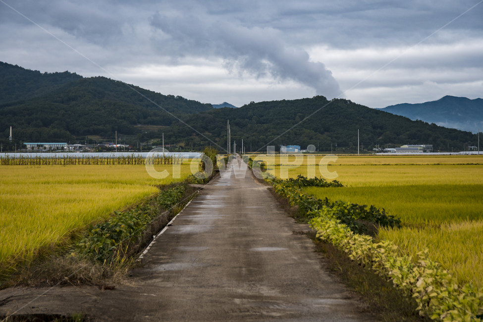 구름,벼,길,산,가을풍경,시골,마을,풍경,landscape,country,rural,town