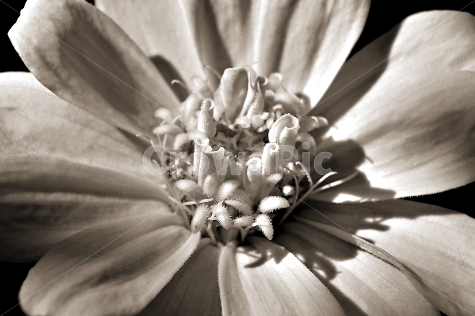 꽃,아름다움,정원,식물,자연,flower,bloom,beauty,plant,nature,bw,monotone,beautiful,식물,자연,plants,nature,꽃,flower,흑백,모노톤,monochrome,black and white