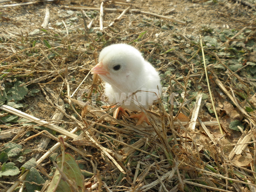 백자보,백자보병아리,병아리,흰병아리,동물,새,animal,bird,자연,생물,작은,귀여운,새끼,아기,조류,동물,animal,조류,새,birds