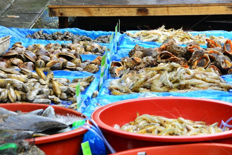 plant,식물,food,음식,재래시장,전통시장,노점상,좌판,bowl,사발,human,인간,person,사람,market,시장,모시조개,소라,새우,가리비,수산시장