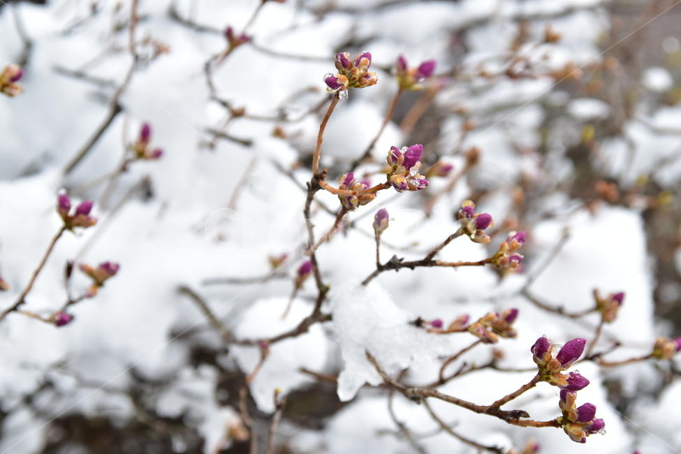 꽃봉산,눈,눈진달래,잔달래,봄진달래,봄,계절,spring,season,식물,자연,plants,nature,꽃,flower,plant,blossom