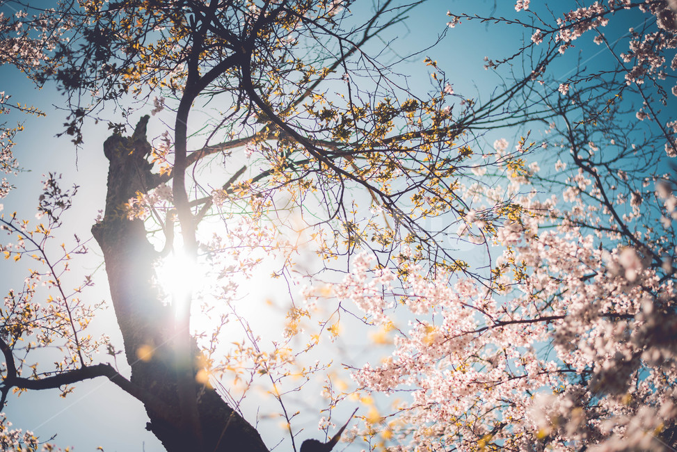 벚꽃나무,벚꽃,하늘,식물,위,봄,계절,spring,season,식물,자연,plants,nature,꽃,flower,나무,trees,wood,감성,sensible,feeling,휴식,힐링,rest,relaxation,healing,flare,플레어,light,빛