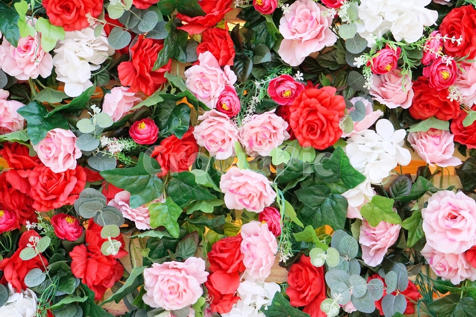 장미,꽃,축제,컬러,빨강,색감,초록,핑크,식물,자연,plants,nature,꽃,flower