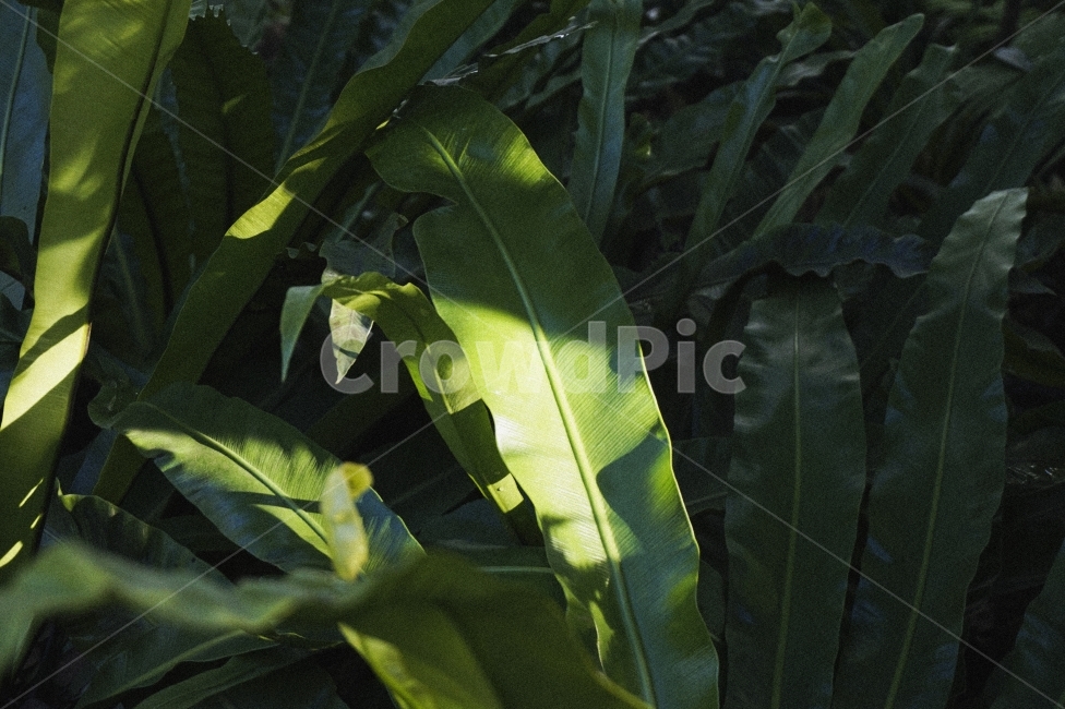 식물,나무,잎,초록,빛,자연,tree,plant,plants,green,leaf,light,nature,잎사귀,초록잎사귀,온실,햇빛,sunshine,greenhouse,식물,자연,plants,nature