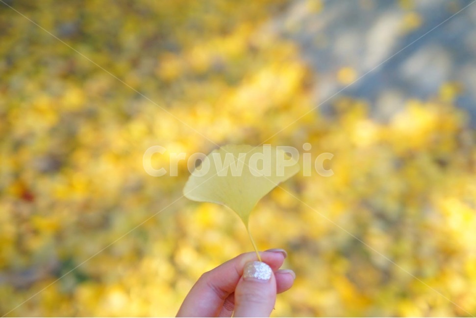 가을,식물,은행나무,잎,leaf,가을,계절,fall,autumn,season