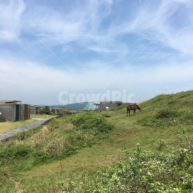 제주도,오름,말,하늘,맑은날