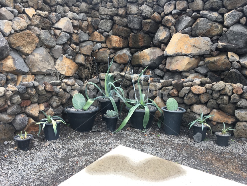 plant,선인장,green,초록,식물,실내용화초,화분,화초,house plant