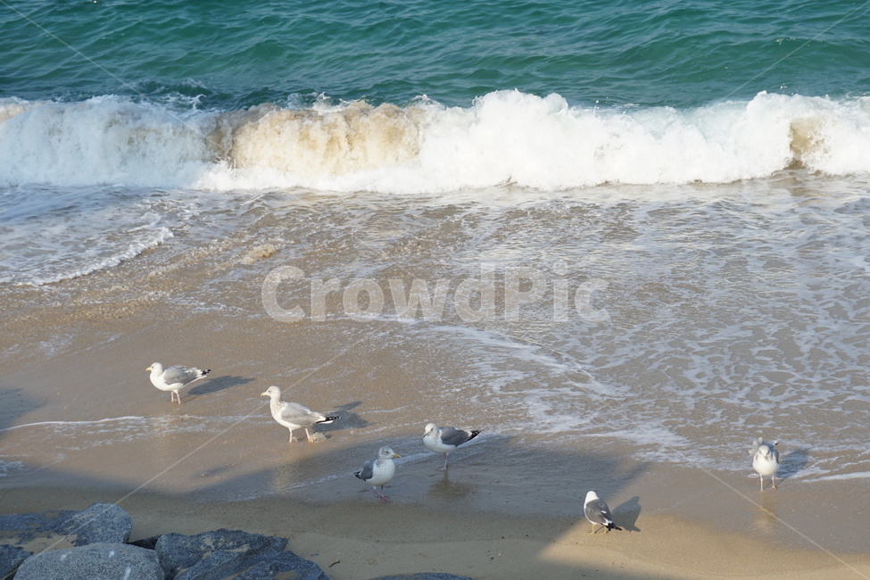 기러기,바다,겨울바다,기러기때,바다와기러기,해변,바다,beach,sea,동물,animal,조류,새,birds