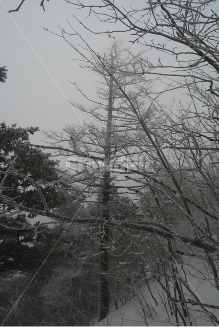 등산,계방산,힐링,자연,겨울,겨울산행,감성,풍경,계절,겨울이미지,겨울,계절,winter,season,자연,풍경,nature,landscape,한국자연풍경,한국자연경관,korea nature landscape,plant,식물,tree,나무,outdoors,옥외