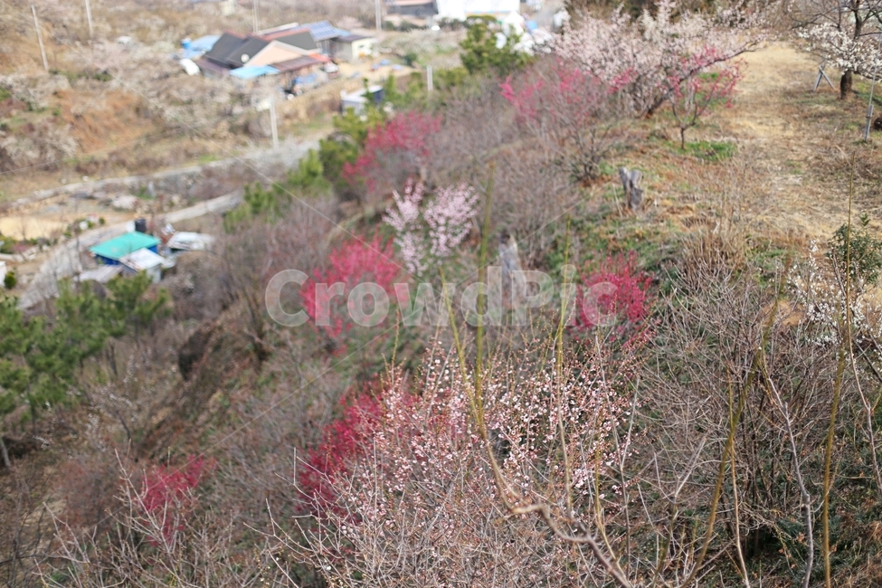 하동,매화,매화마을,매화축제,매화꽃,flower,꽃,hadong,봄,계절,spring,season,자연,풍경,nature,landscape