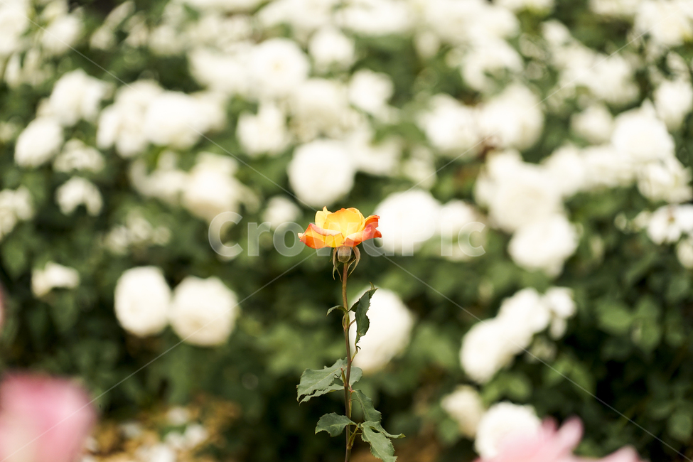 식물,plant,꽃,flower,화단,식물,자연,plants,nature,꽃,flower