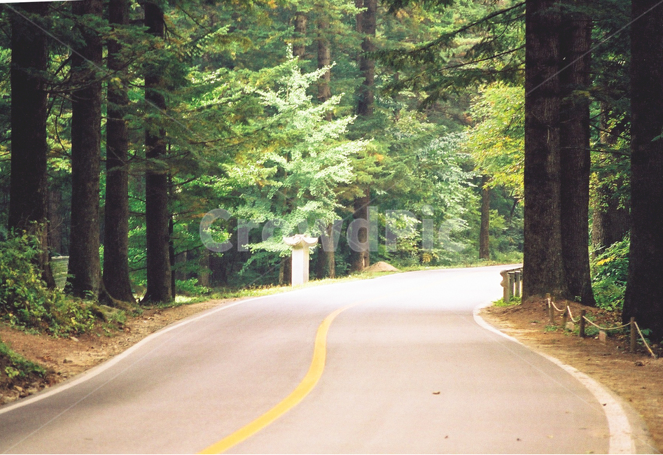 휴양림,광주무등산도로,숲,도로조용한숲속,쉼,도로,plant,식물,tree,나무,road