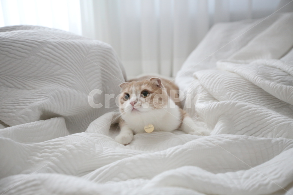 고양이,cat,kitten,반려묘,치즈색고양이,동물,animal,포유류,mammal,고양이,cat,kitten,kitty,감성,sensible,feeling