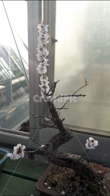 솦아오르는,꽃,화분,봄,분,봄,계절,spring,season,식물,자연,plants,nature,꽃,flower,plant,blossom